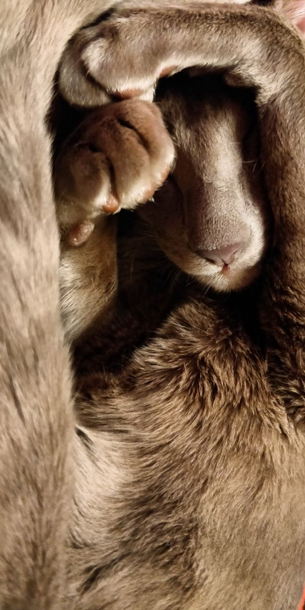 nedosoup's tweet photo. @Neryumo @Koteg_rnd Yay!  #PetTrain <3
Наконец-то повод поспамить фотками котов :D

пирожочек Пряник и булочка Тэмми, мои хорошие кицы  :3

Tagging @Amelia_Lawless @internetsysop @antmatr https://t.co/VbZyzTshUB