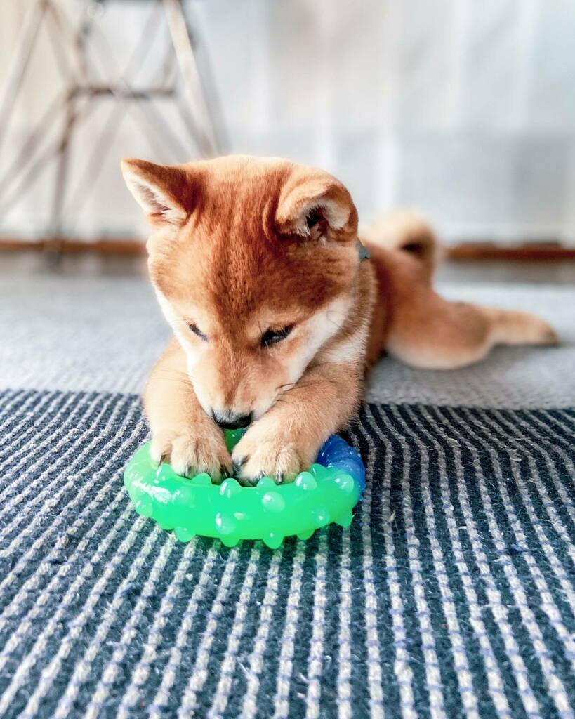 litosupplyco's tweet photo. Really early mornings are the new regular. But then again, so is this face...I’ll take it. There are more where this came from on @orioninthechi. 🐾
.
.
.
.
.

#dogsofinstagram #puppiesofinstagram #puppylove #puppygram #shiba #shibainu #redshiba #redshibainu #shibapuppy #shib… https://t.co/A9EuBSzA1i