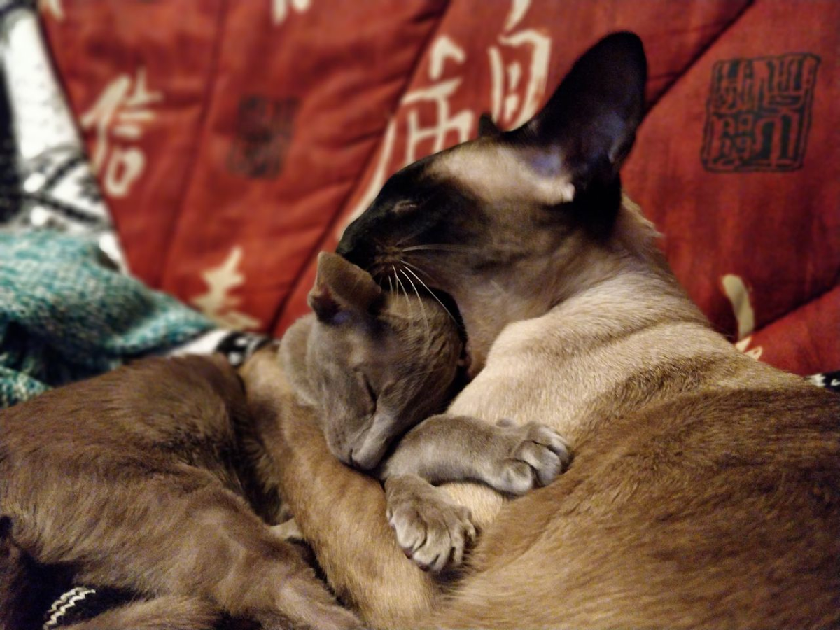 nedosoup's tweet photo. @Neryumo @Koteg_rnd Yay!  #PetTrain <3
Наконец-то повод поспамить фотками котов :D

пирожочек Пряник и булочка Тэмми, мои хорошие кицы  :3

Tagging @Amelia_Lawless @internetsysop @antmatr https://t.co/VbZyzTshUB