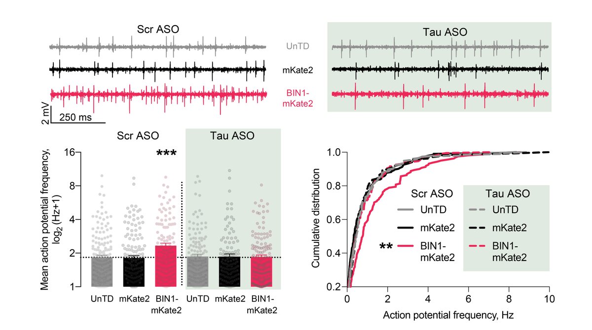 Since Tau reduction is protective in many models of AD, we asked if Tau reduction can attenuate network hyperexcitability induced by BIN1. Using  @axionbio1 high-throughput MEA, we showed that Tau reduction completely blocked BIN1-induced network hyperexcitability. 7/n