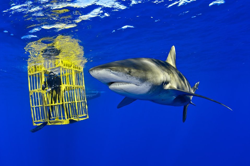 tellusmuseum's tweet photo. #OnThisDay in 1988, Shark Week premiered on the Discovery Channel. Shark Week is the longest-running cable programming event in television history!
#TellusMuseum #BecauseScienceMatters #SharkWeek #DiscoveryChannel #July17 https://t.co/sBTHqzrxG3
