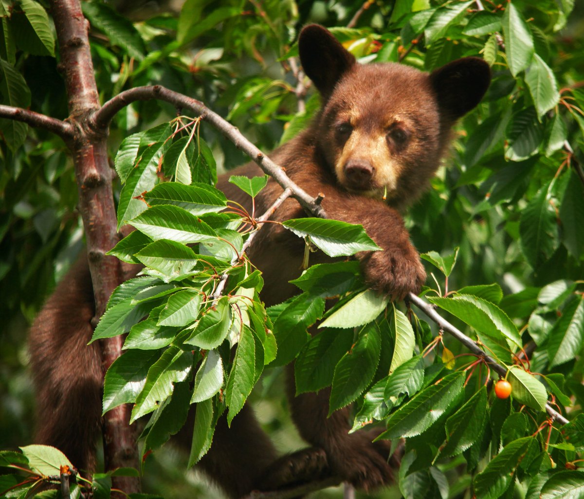 daxjustin's tweet photo. Welcome to Bear Country! 🐻🇨🇦 A few hours after I arrived in Rossland, BC I had my first experience photographing cubs! The little climbers were scaling up &amp; down the trees feasting on an array of wild fruits like... https://t.co/tZMBkYypZk @Rosslander @NelsonKootenay #bear https://t.co/LRMKyWeauC