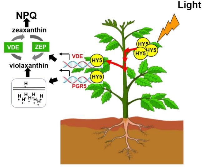 PlantPhys's tweet photo. Light-induced HY5 functions as a systemic signal to coordinate the photoprotective response to light fluctuation #AbioticStress #ROS #Photosynthesis #PlantBiology #PlantSci https://t.co/AVB9m7JTtG https://t.co/8oR9DIqedJ