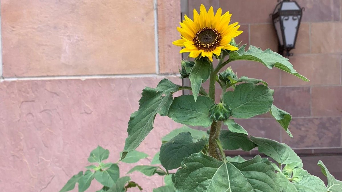 This summer, the <a href="/cublibraries/">CU Boulder Libraries</a> security &amp; building mgmt team have been hard at work keeping our libraries blossoming!

Asst. Security Operations Manager <a href="/Cordova_Alyssa/">Alyssa Cordova</a> captured this sunflower growing on the front steps of Norlin Library 🌻🌻