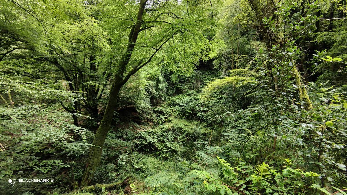 hellforo's tweet photo. Fin de semana tranquilo 🍀🌱
#mountains #montaña #walk #mudpath #forest #bosque #intothewild #inthewoods #beech #haya #hazel #avellano #oak #roble #fern #helecho #bramble #brush #thicket #stormy #sunny #bluesky #evergreenlands #summer #nature #shot #nofilter #shotonmyblackshark3 https://t.co/fcQgxqc3j0