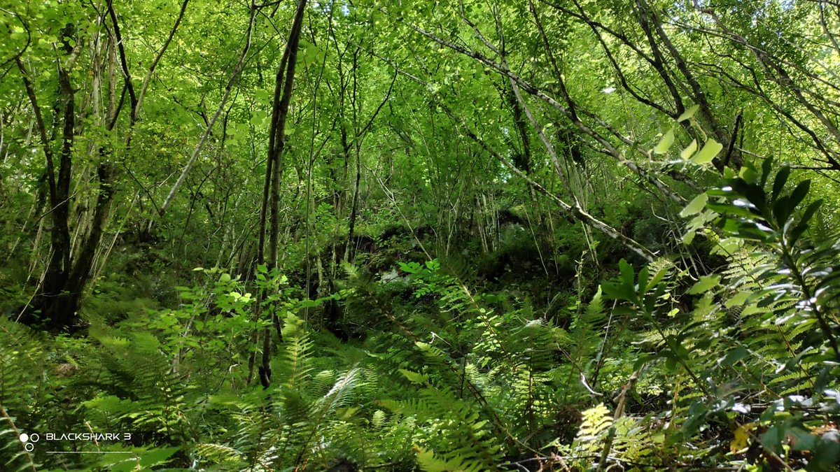 hellforo's tweet photo. Fin de semana tranquilo 🍀🌱
#mountains #montaña #walk #mudpath #forest #bosque #intothewild #inthewoods #beech #haya #hazel #avellano #oak #roble #fern #helecho #bramble #brush #thicket #stormy #sunny #bluesky #evergreenlands #summer #nature #shot #nofilter #shotonmyblackshark3 https://t.co/fcQgxqc3j0