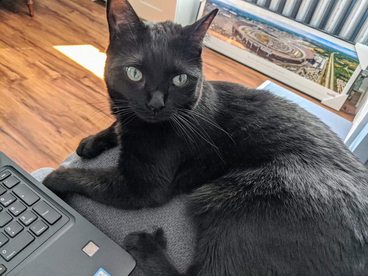 four_kittens's tweet photo. Back to work, hooman! https://t.co/uykLrbPwKh
