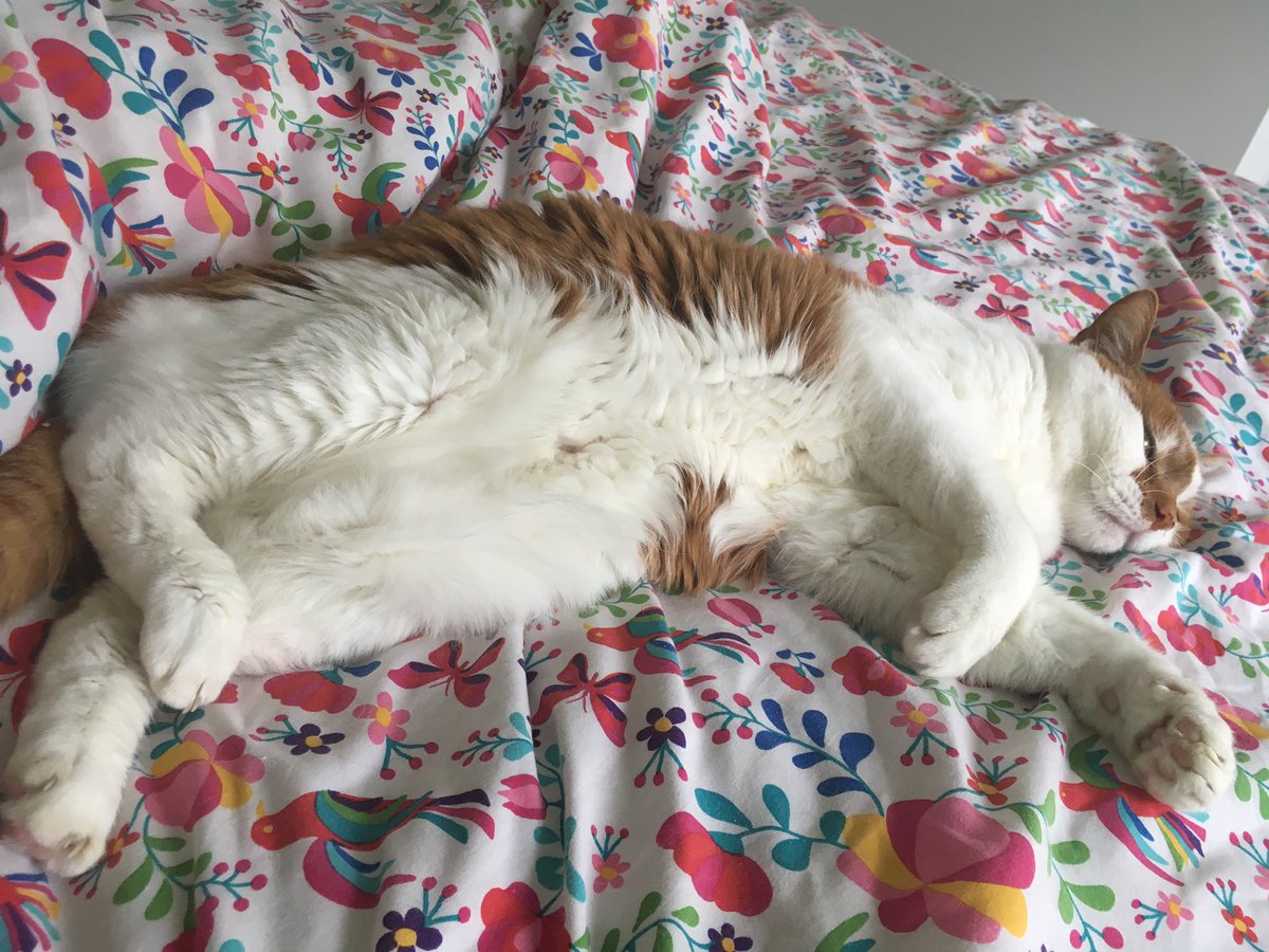 JoanneMGrant's tweet photo. I’m just taking a minute between sessions to appreciate the splendour of #editorkitty &amp; his fluffy white tum 😻 #TuesdayTum https://t.co/pNFArm5LxF