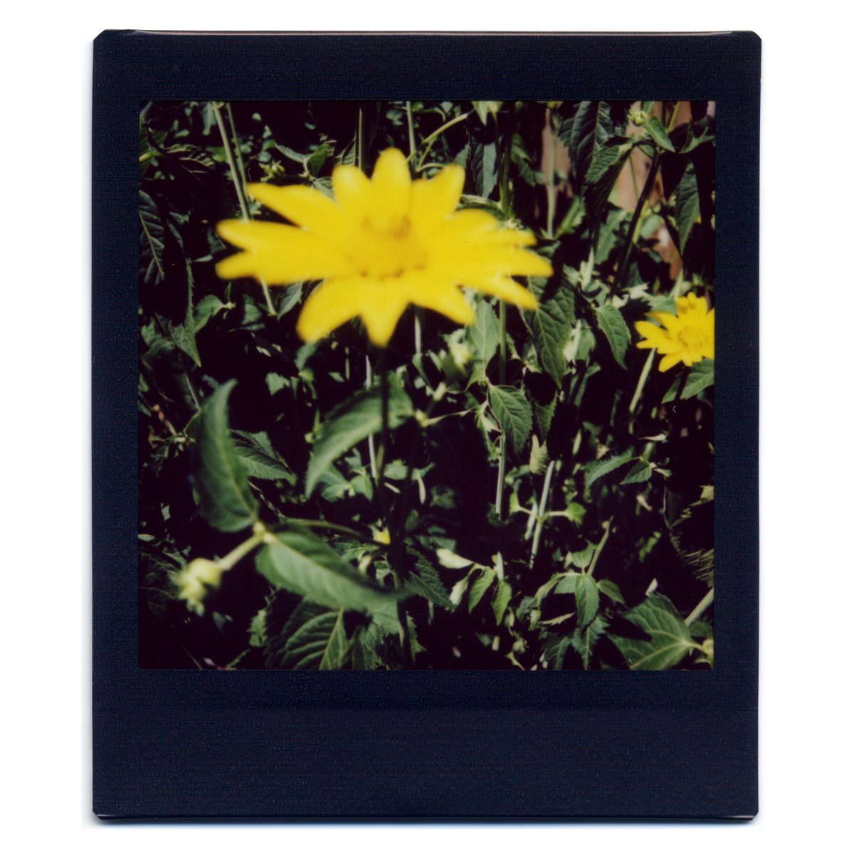 luisborba's tweet photo. Yellow, Green &amp; In-Between
#instax #fujifilm #instaxclub #instaxcamera #instantpicture #instaxlovers #filmphotography #analog #fujiinstax #instaxsquare #instaxsq6 #dontjusttakegive #instaxathome @instax https://t.co/LMfWU3q6ic