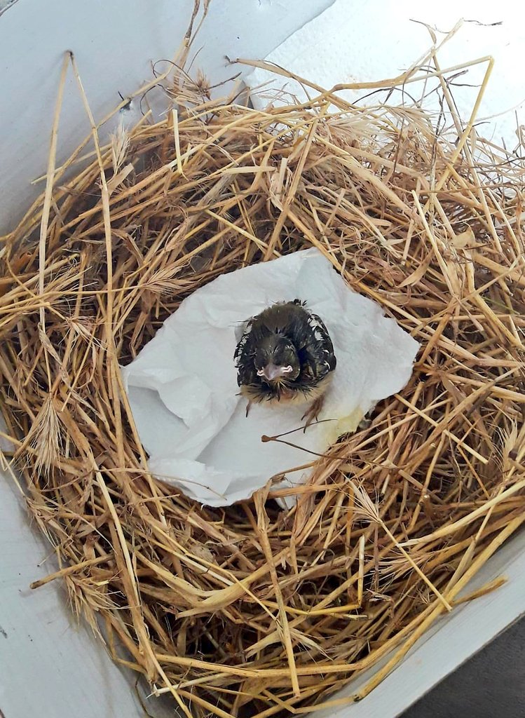 fatmaydin_'s tweet photo. Minik bir serçe 🐣 https://t.co/EXTYvYYcSz