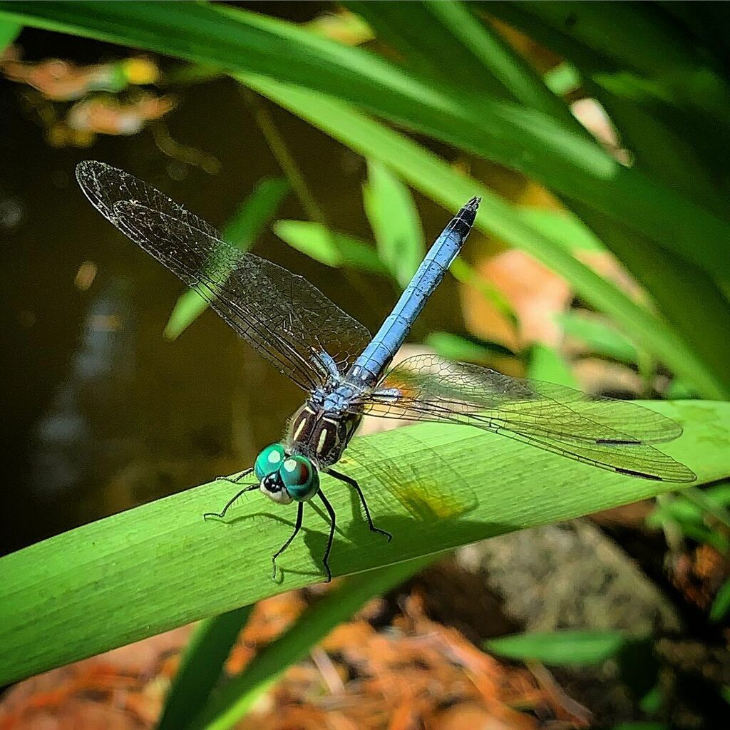 danwashburn's tweet photo. Blue dasher. Pachydiplax longipennis. 7/12/2020 https://t.co/4tC8CZC77M https://t.co/bhrK4v3iWt