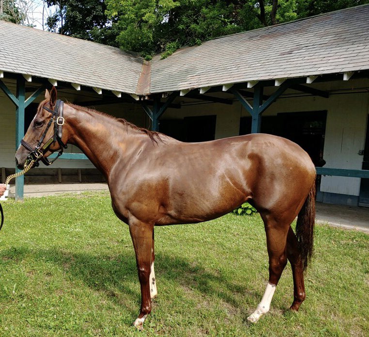 osafweboficial's tweet photo. RT IgnacioCorreas: Joy Epifora had her bath and is at Saratoga Stakes Barn TheNYRA haraslanora IC_Racing #Saratoga #ArgChamp https://t.co/Ywb4nBjoVx #CaballosOSAF
