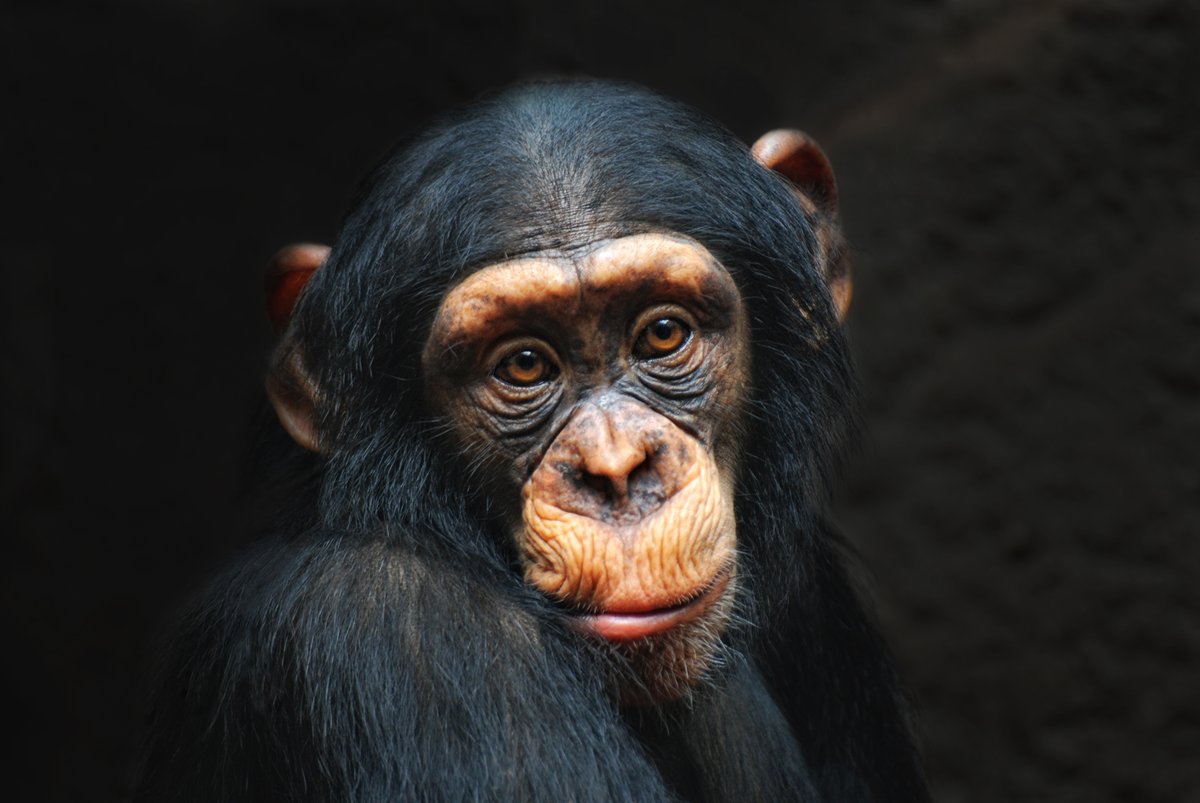 KFSP_Uganda's tweet photo. Happy #WorldChimpanzeeDay! Today we join @JaneGoodallInst, @KibaleChimps and partners worldwide in celebrating our closest cousin in the animal kingdom and raising awareness about the vital need for worldwide participation in their care, protection and conservation. https://t.co/LSpku6ZjWY