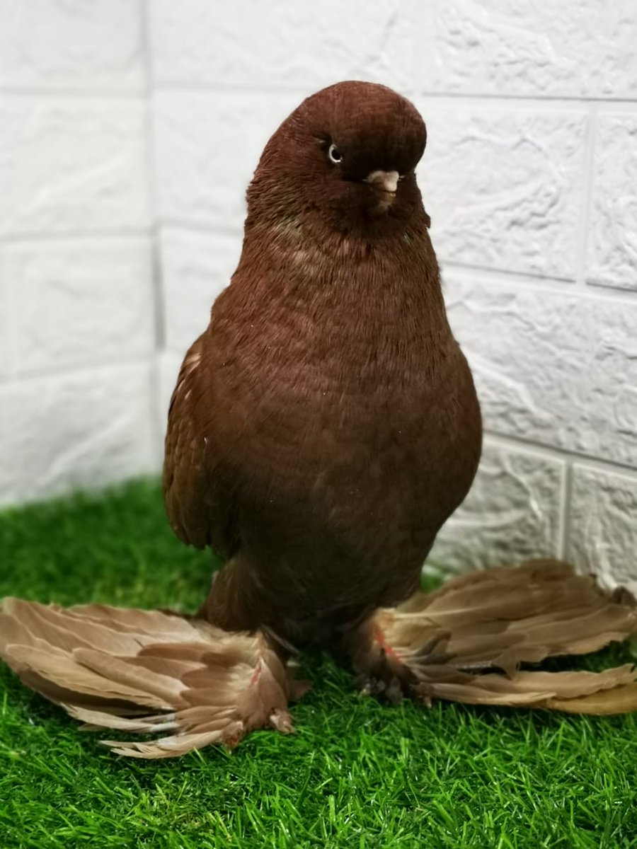Loft_Alibrahim's tweet photo. ذكر 2019 من الحلال اتمنى ان يحوز على اعجاب الجميع

#لونق_فيس
#pigeon
#long_face
#long_face_pigeon
#long_face_tumbler https://t.co/HSyTB39eiV