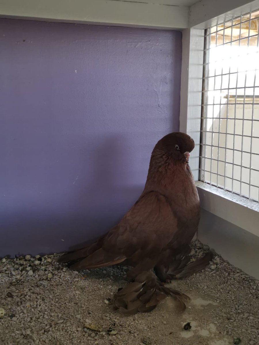 Loft_Alibrahim's tweet photo. ذكر 2019 من الحلال اتمنى ان يحوز على اعجاب الجميع

#لونق_فيس
#pigeon
#long_face
#long_face_pigeon
#long_face_tumbler https://t.co/HSyTB39eiV
