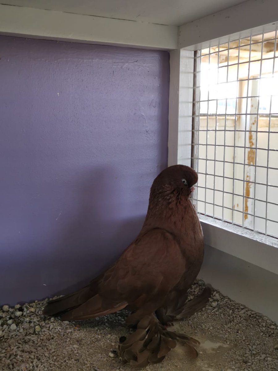 Loft_Alibrahim's tweet photo. ذكر 2019 من الحلال اتمنى ان يحوز على اعجاب الجميع

#لونق_فيس
#pigeon
#long_face
#long_face_pigeon
#long_face_tumbler https://t.co/HSyTB39eiV