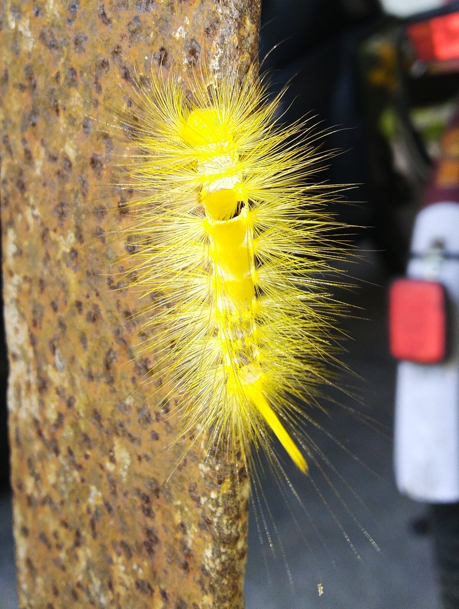 The caterpillar does all the work, but the butterfly gets all the publicity...!