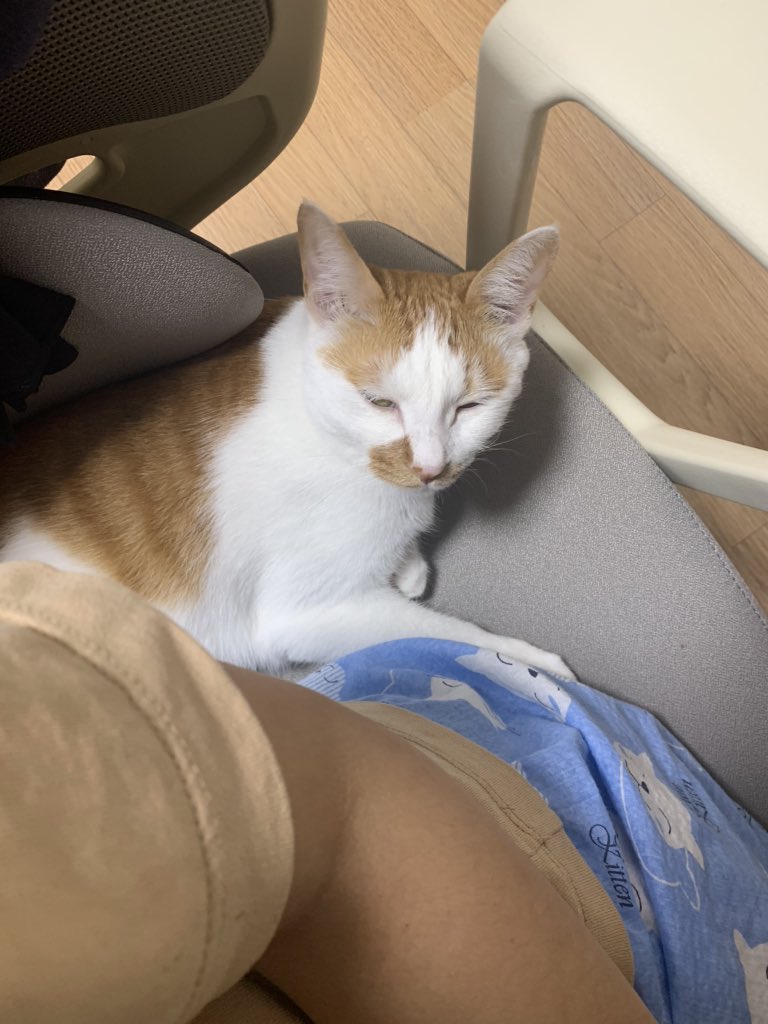 MonPersi's tweet photo. 일하는 언니 뒤에서 오랜만에 고릉고릉하기🍊 https://t.co/2AuNgaBICc