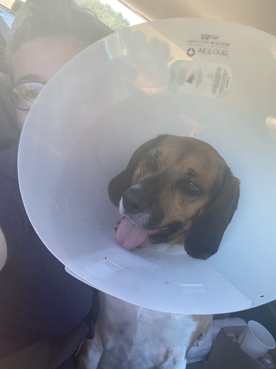 Kayla_lowe05's tweet photo. @devynlundy My cone baby. https://t.co/MNkLP5a2FG