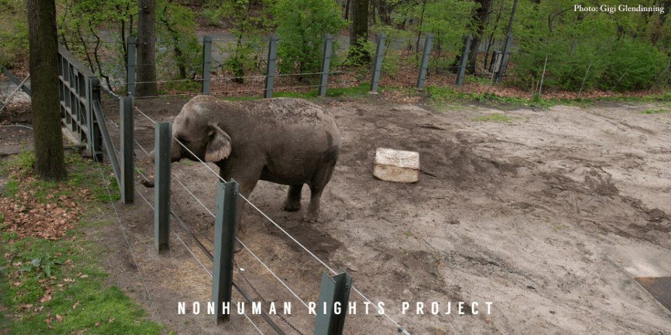 🐺 𝐓𝐡𝐞 𝐏𝐚𝐰 𝐑𝐞𝐩𝐨𝐫𝐭 Ⓥ 🐾 tweet media