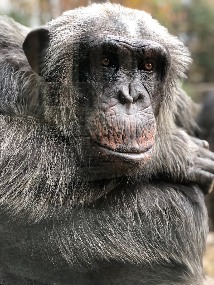 NCZoo's tweet photo. Which chimp are you? Take a quiz about your behaviors, preferences and habits, and our great ape experts will let you know which chimpanzee at one of our partner orgs is most like you: https://t.co/XvFYYlmNqg Share your results and tag #ChimpSAFE with your "troop" of friends! https://t.co/LFQg2rJSpf