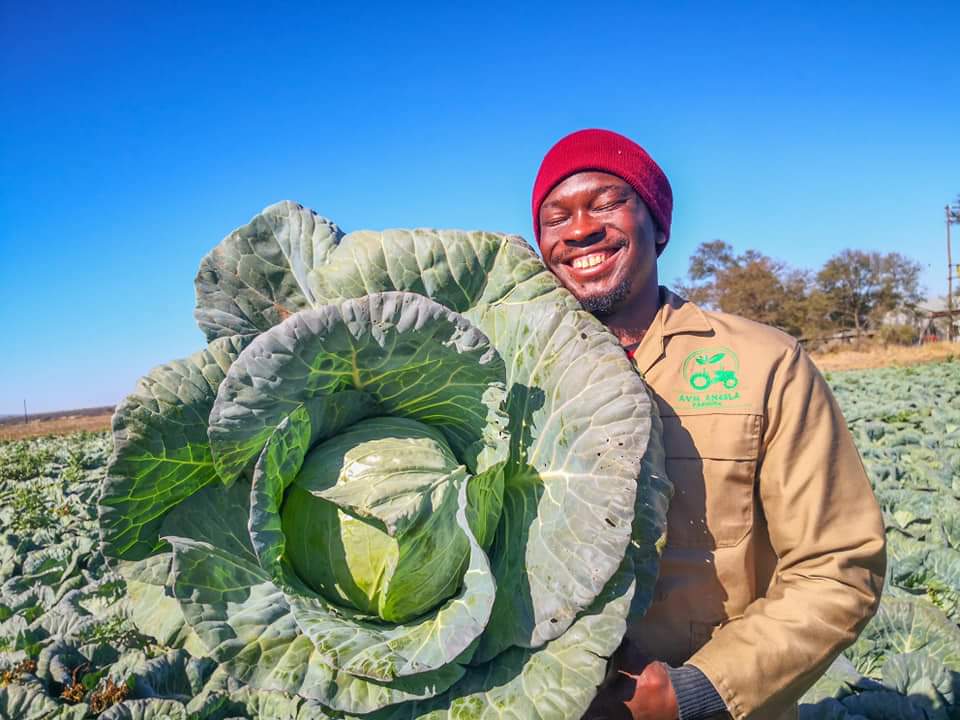 KeizerKm17's tweet photo. @PAN_NEMZ
 The farmer with a difference
#not just a cabbage
#optimacabbage
#qualityuncompromised
#black_excellence
@Julius_S_Malema @tito_mboweni @mapensela11 @komphelasteve  @makhadzimuimbi @Anzaniephotogra https://t.co/XtR6l82Pdi