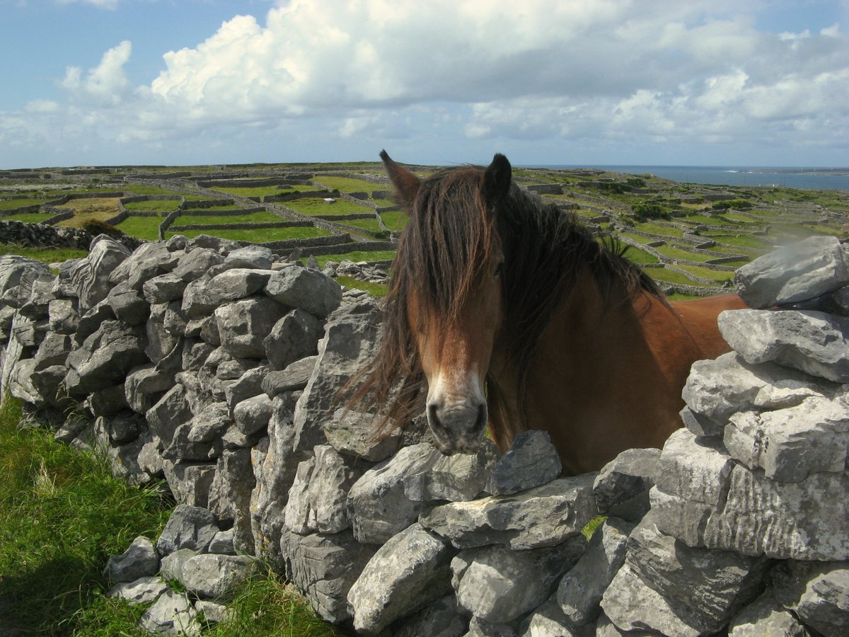 From emo horses in Kerry and deer squads in the Phoenix Park, to cows guarding a castle in Louth and sunbathing along the Causeway Coast, the animals of Ireland are just hanging out as usual and will be right here #WhenWeTravelAgain. #FillYourHeartWithIreland 🐴🐂🐮🦌