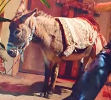 bonus: the purpose of placing the donkey was to contrast the horse in the end to show growth and character development @blackpink