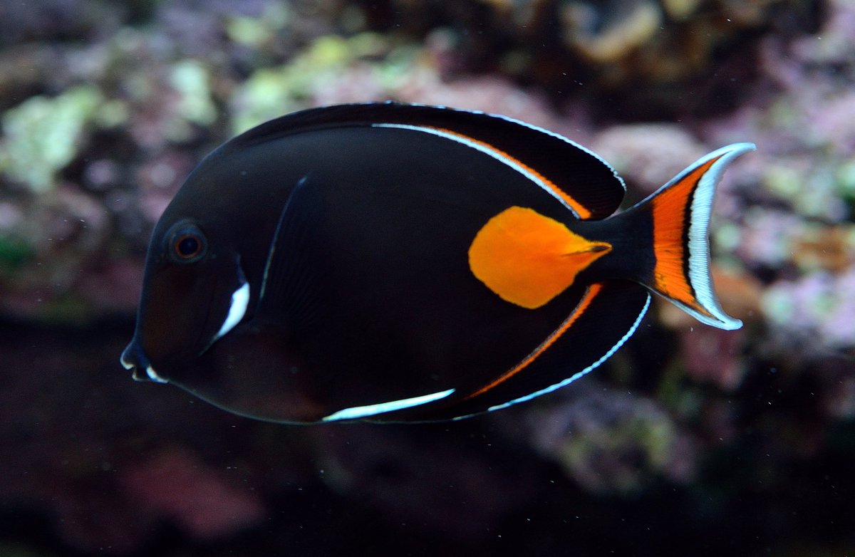 Surgeonfishes have long guts with specialized bacteria that help ferment and digest plant matter. They are effective grazers and provide important ecosystem services by clearing filamentous algae in young reefs, allowing corals to colonize and grow.  #SlugsVsFishes 2/-