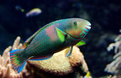 Some other herbivorous fishes, like parrot fishes, take this a step further. Their teeth are fused into a sharp, powerful beak, which they use to rasp at rock and live coral. Not only do they eat surface algae, they also eat symbiotic algae growing within live coral tissue! 3/-