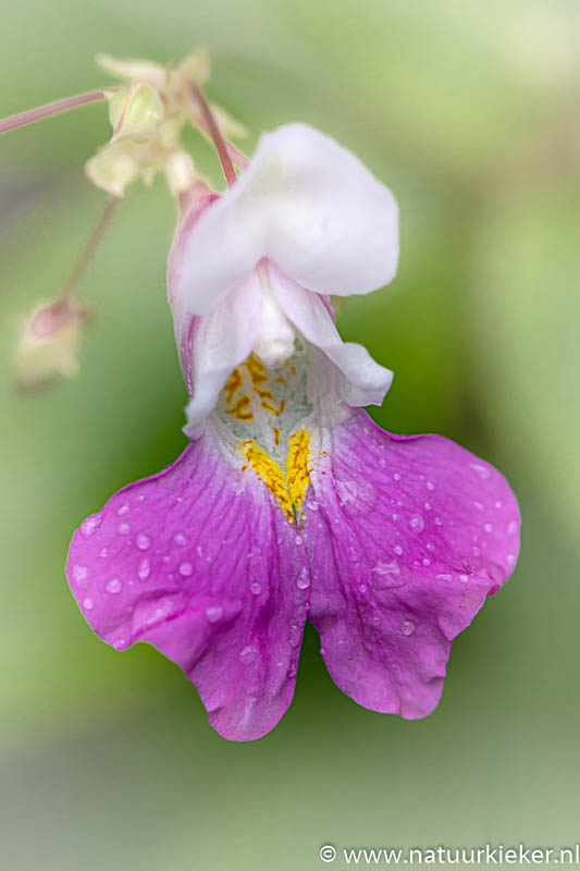 natuurkieker's tweet photo. Even wat kleur op deze hier verder toch wel grijze dag, een #springbalsemien, op zonnige dagen druk bezocht door hommels, maar nu bezocht door #regendruppels... @natuurkieker #regen https://t.co/tONvdkcr1m