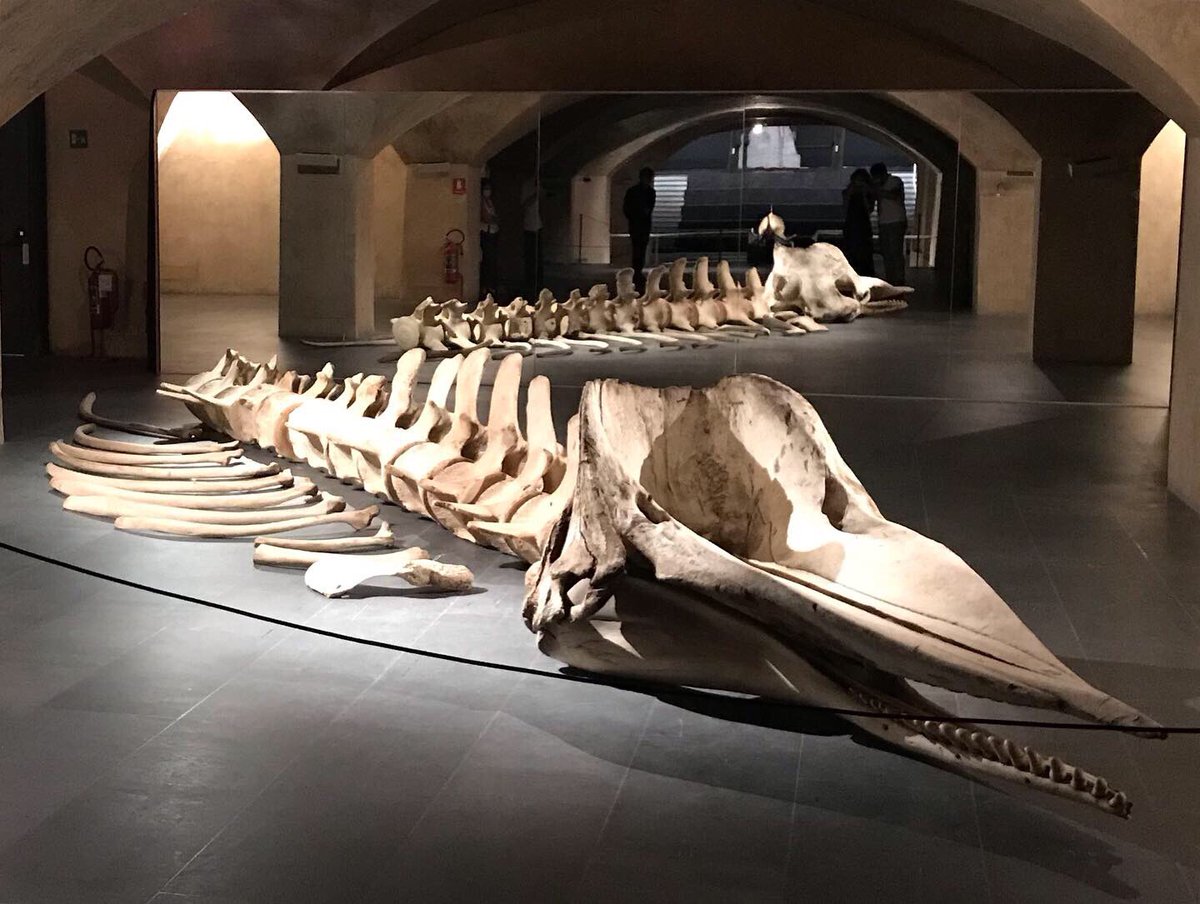 Da non perdere i prossimi eventi in programma al Museo Marino Marini Firenze​ giovedì 16 luglio alle ore 19:00 con Sergio Bini, in arte #Bustric e domenica 19 luglio alle ore 11:00 con l’attrice #GaiaNanni e il musicista #FrancescoGiorgi !!!! levento.eu/2020/07/05/squ…