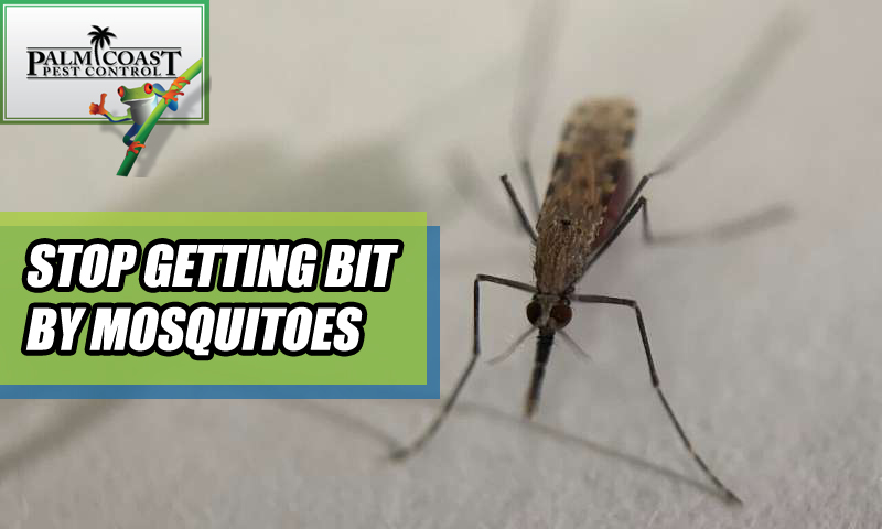PalmCoastPestCo's tweet photo. Are #mosquitoes swarming your yard? Can’t avoid getting #bit? We can offer you our #In2Care #mosquito traps or a #mosquitomisting. Call today to setup treatment! 561-575-4005 https://t.co/VULN5n7hBu