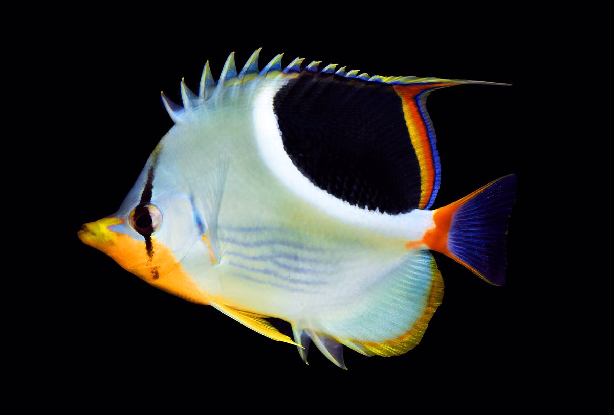 Other fishes are more generalist omnivores, like this saddleback butterflyfish. It will eat most anything, including worms, coral, anemones, jellyfishes.... yup. They are something else. And GORGEOUS too. I mean, GAWJUS. 6/-