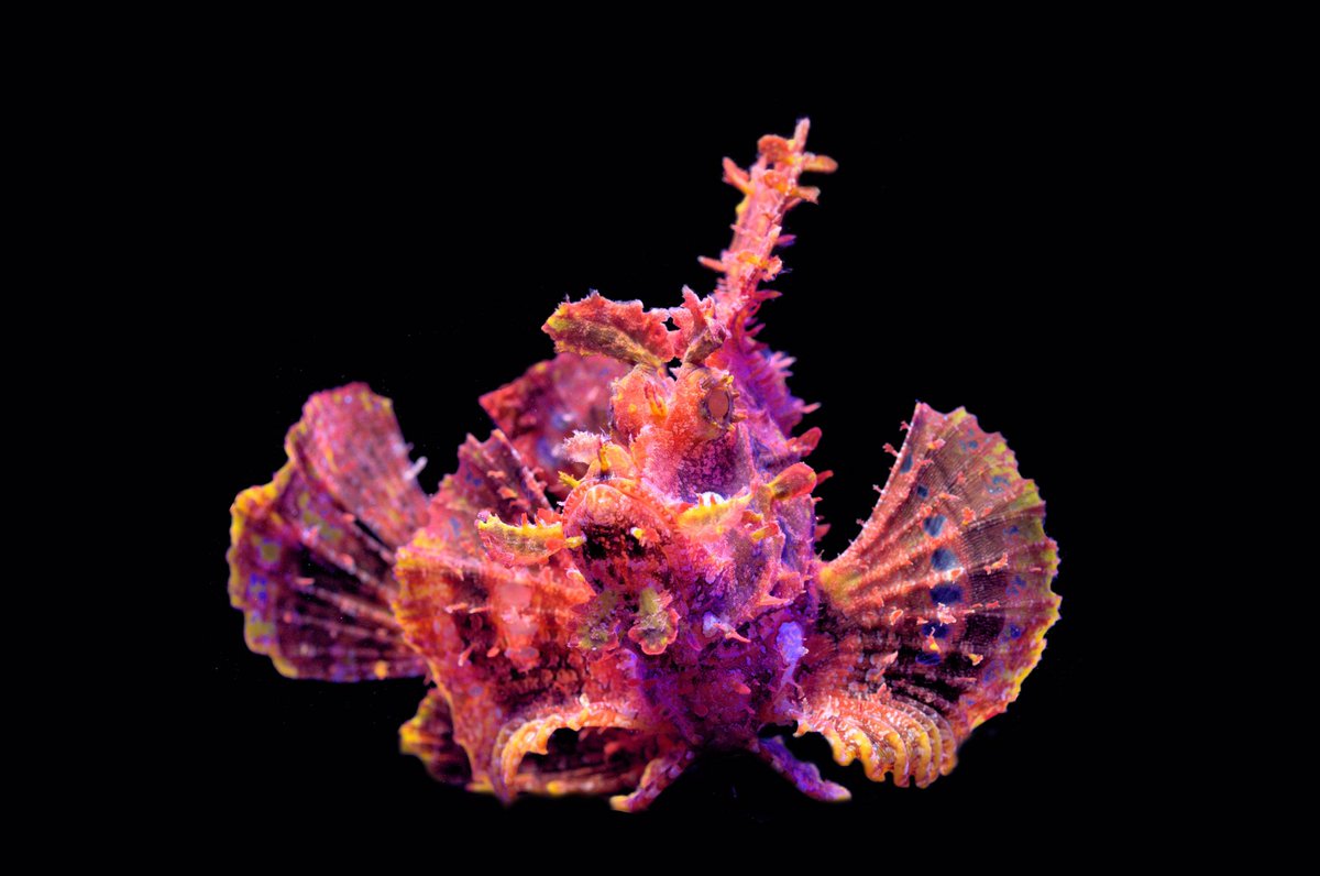 The carnivorous fishes have evolved a whole magician’s hat of tricks too. Some like this scorpionfish pretend to be coralline algae, lying in wait for unsuspecting fish to swim by before lunging at them. 10/-