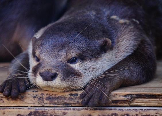 Otter_Emergency's tweet photo. #TuesdayThoughts is it Friday yet? https://t.co/WfBJGZxuV9