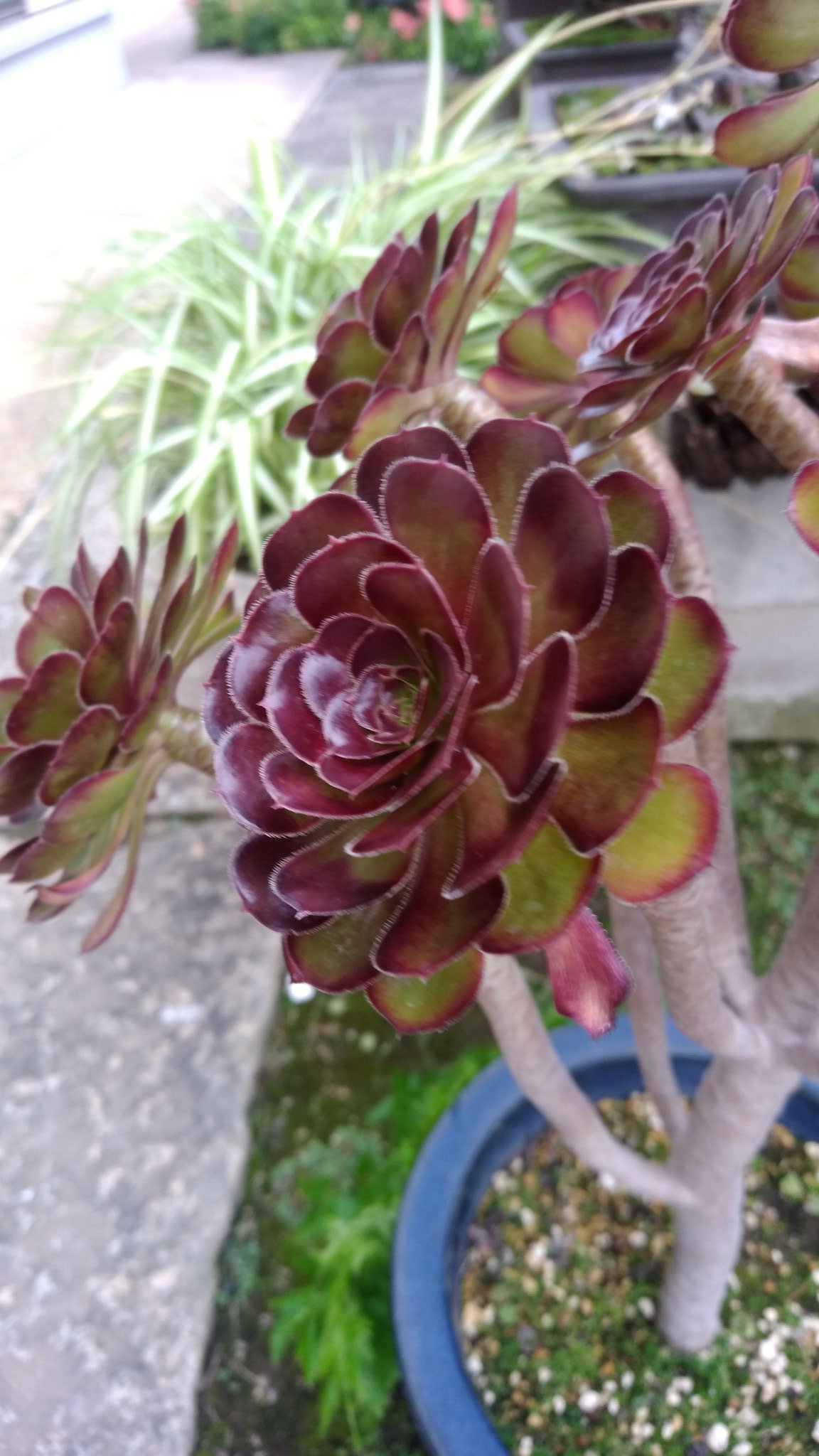 高城胤吉 緑花の指輪はおそらく 黒法師 花言葉は 永遠に生きる 永久の いい予感 あっこのサイトで知りました T Co Oqljovobw0 ダクソ考察