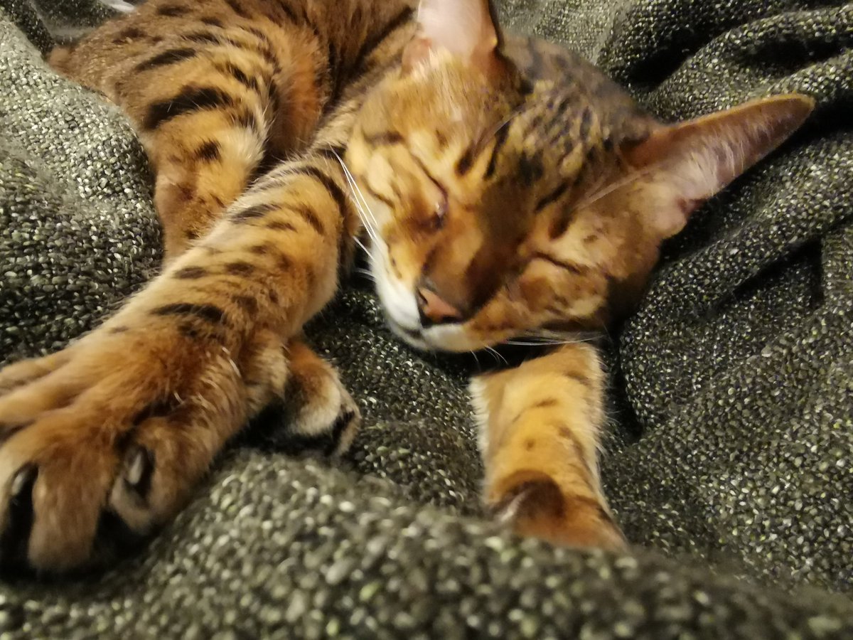 Nat_Gillard's tweet photo. @Winskillfull Here's a cat pic to help you through it 😊 https://t.co/32DLyo0dxp