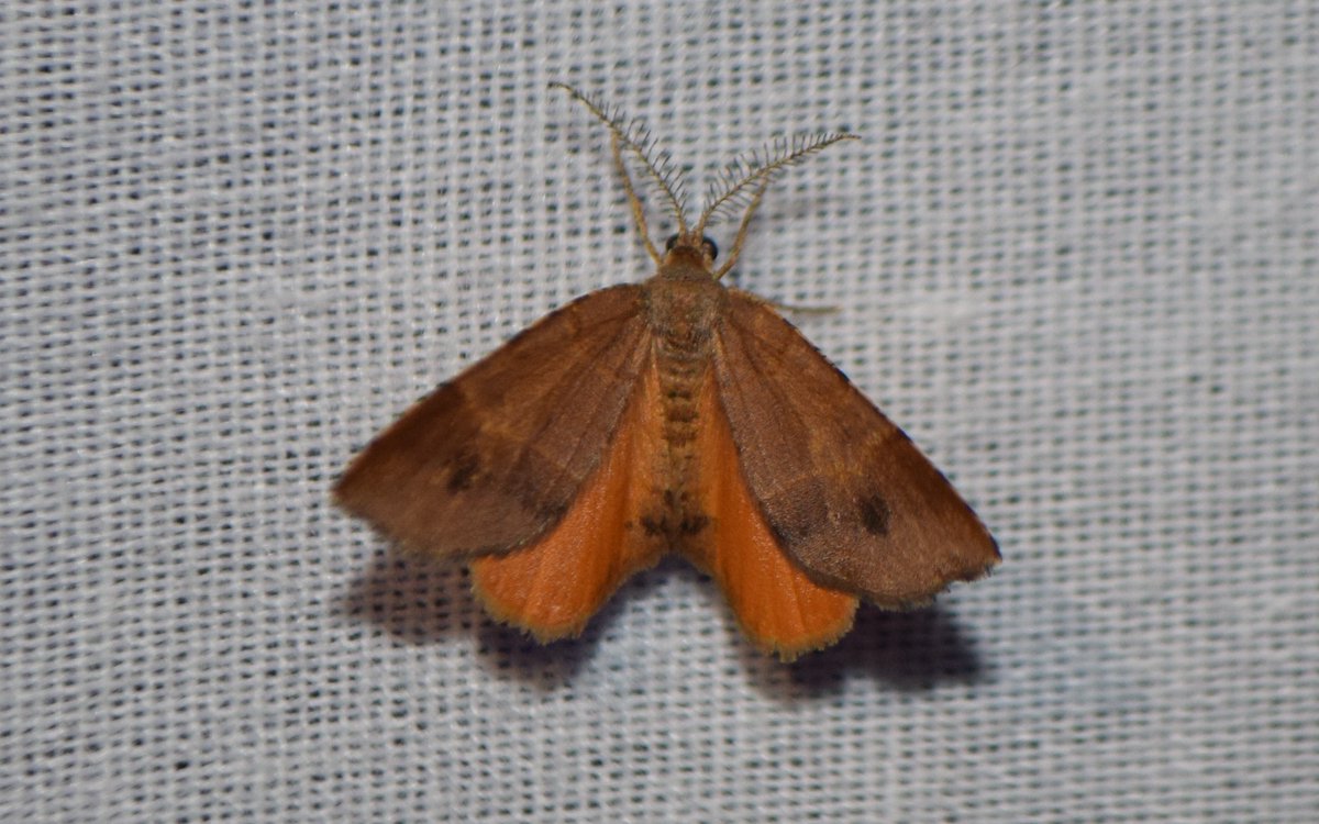 thread with some moths from last night (1/7)(please don't be shy about correcting mis-IDs, I'm a moth newbie and appreciate all the help i can get!)first, this one was so cute and subtly colorful! i love the feathery antennae. think it's Orange Wing (Mellilla xanthometata)