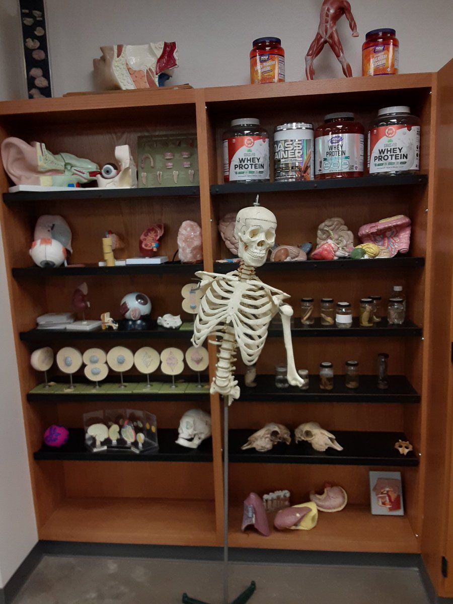 We need to return to school. Skeleton is getting so thin....and is just falling apart.  He needs us. #returntoschool  #starvingskeleton  <a href="/JDSimmsOfETX/">Justin Simmons</a> <a href="/ClaudiaV579/">Claudia Viramontes</a> <a href="/pereztorresh/">Hilda E. Perez</a> <a href="/lary_darnisha/">Darnisha Lary</a>