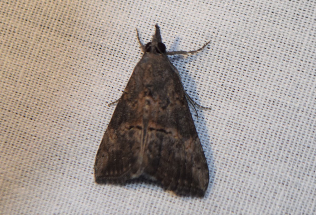 next, bad photo but adorable: HUGE black eyes and pointy snout. appropriately called Black Snout (also Green Cloverworm Moth), Hypena scabra (3/7)