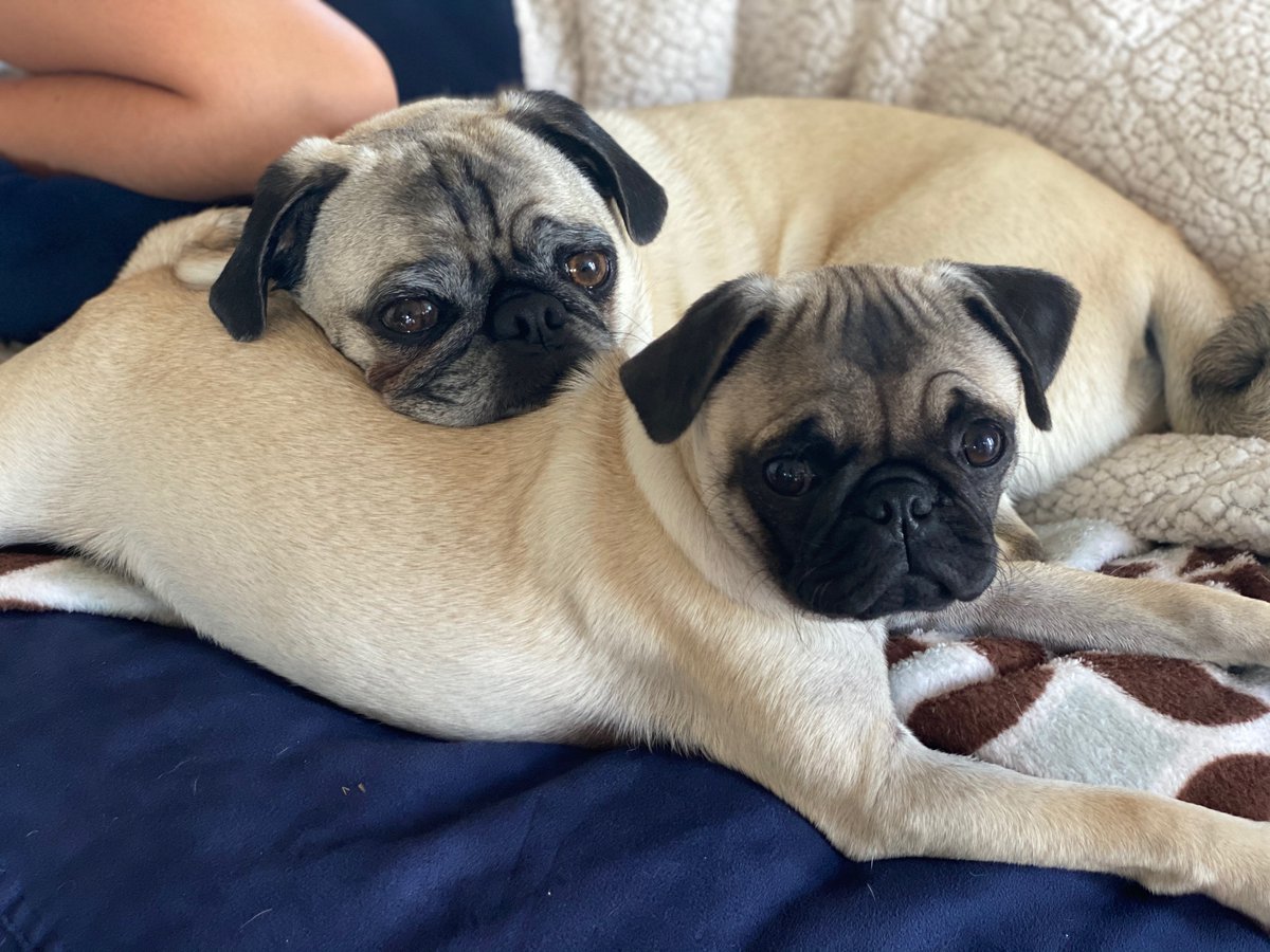 mammalzpbc's tweet photo. Are you #TeamDog or #TeamCat? Show us on Mammalz!
#CatVsDogs:
πΆCarla Dias | Pugs
πΆTanner Saul | Coyote
π±Klaus Scherer | Tabby Cat
π±Pam Voth | Bengal Tiger
#Mammalz #Community #tuesdayvibes https://t.co/MGz260v5rm