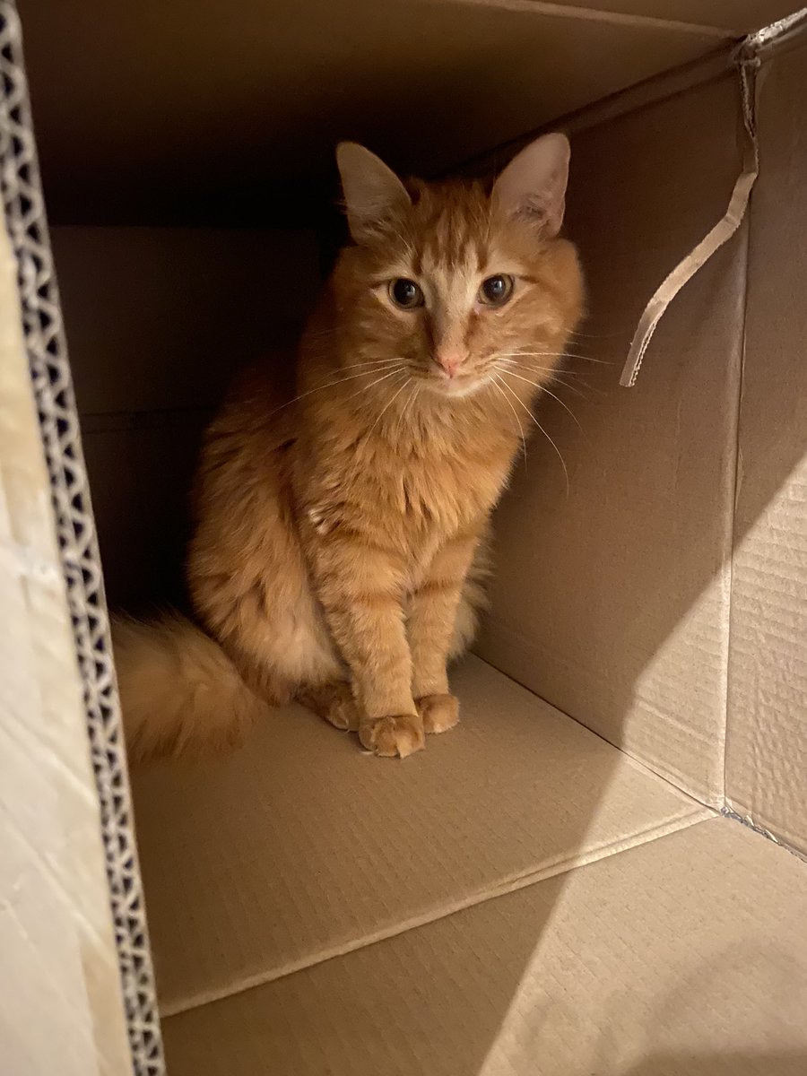 Alayna McCormack Townsend tweet media