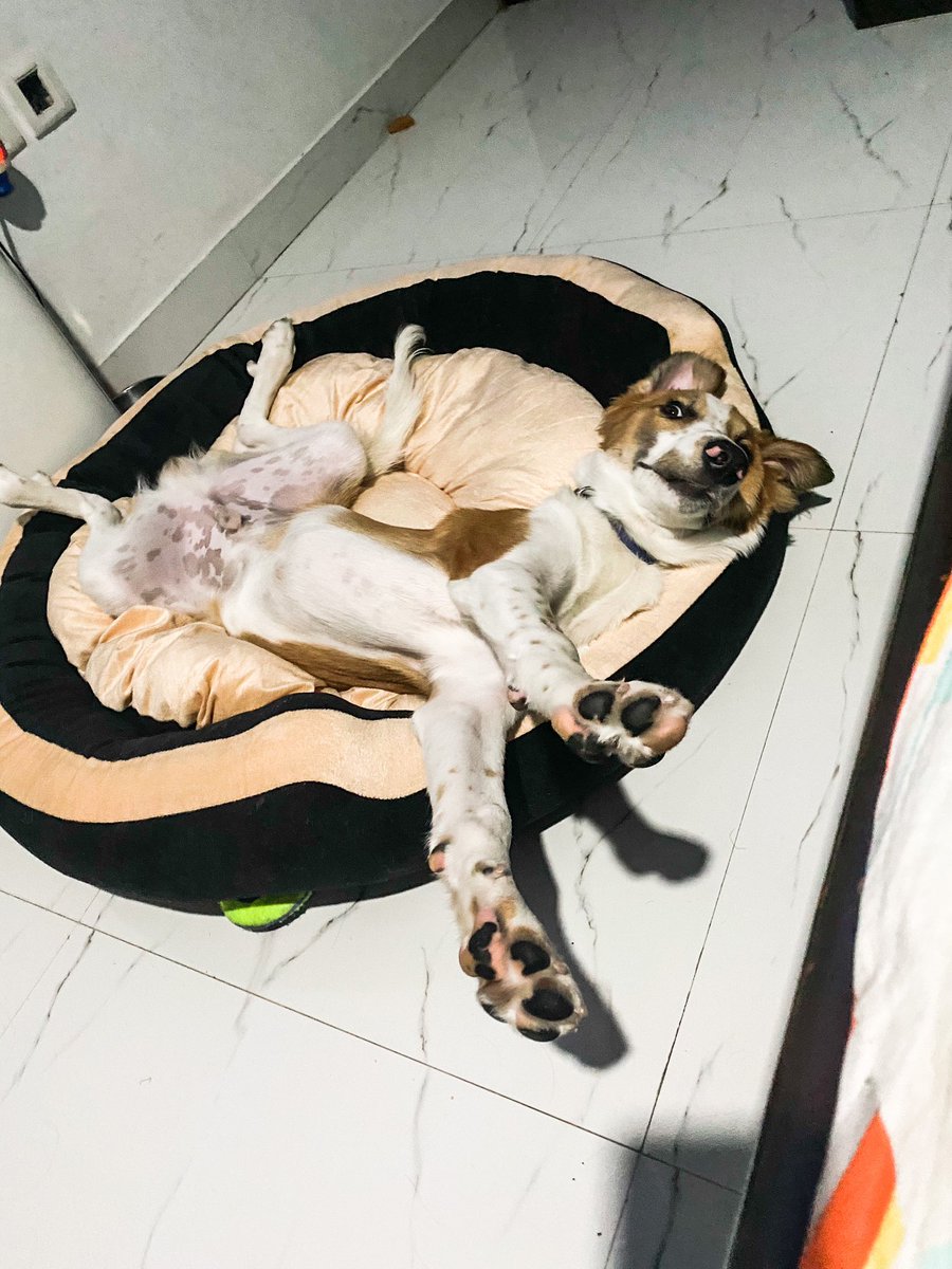 I mean I think he’s living the good life! 😁😁😁😁⁣
⁣
#doglife #mydogisthecutest #petfluencer #petfamily #streetdogs #streetdogsofindia #streetdogsofinstagram #lovemydog #thegoodlife #goodboy🐶 #funnypuppies #funnypuppy #adorabledog #adorablepuppy #bestdogfriends