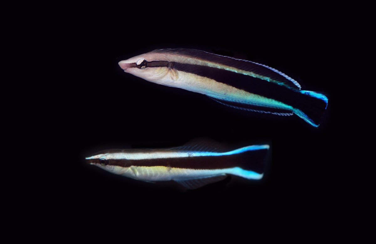 This strategy is so successful that a myriad of species have comvergently evolved upon this same niche. Others however are a bit more insidious. The fang blenny (above) mimics the cleaner wrasse (below), but instead of picking parasites, it takes a bite out of its client! 15/-