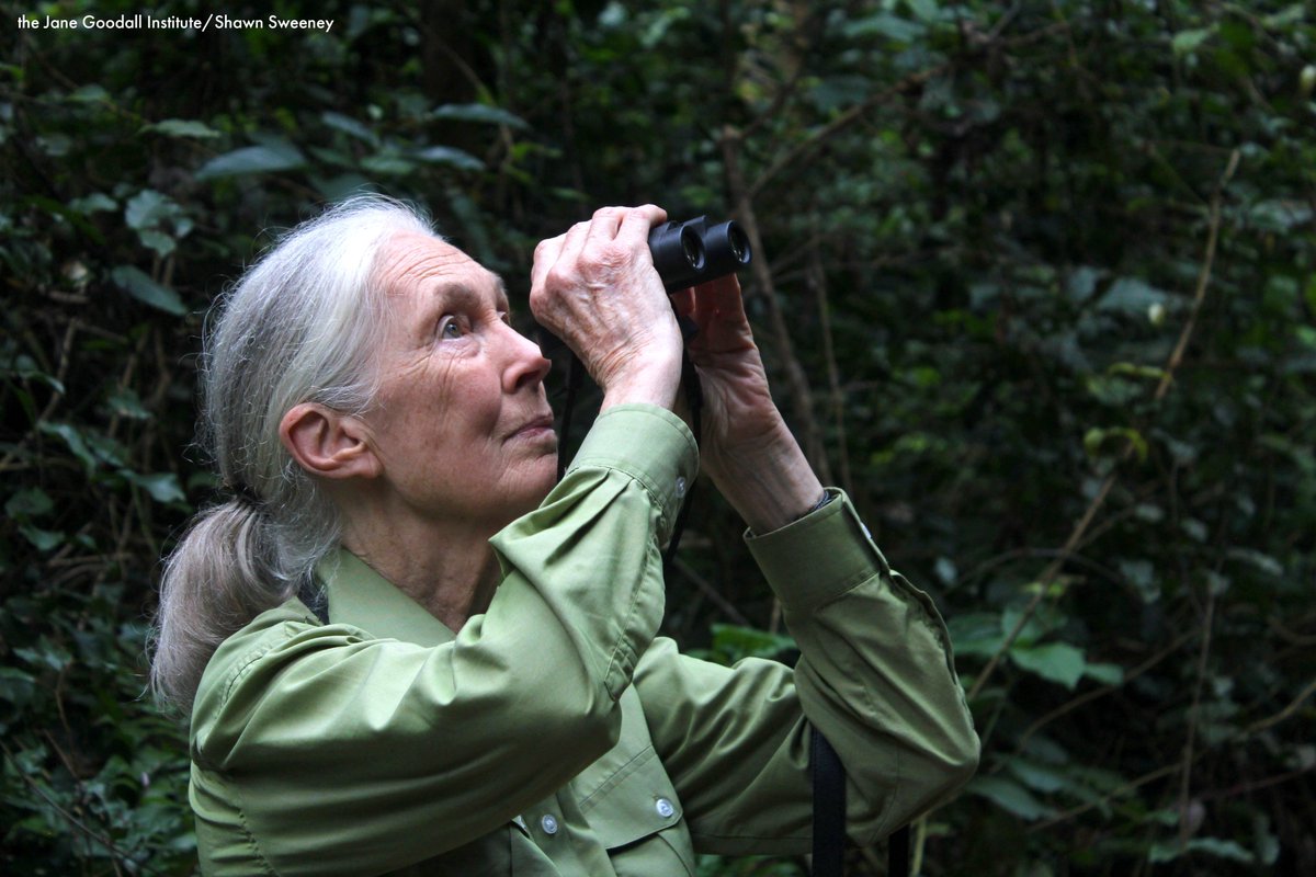 JaneGoodallInst's tweet photo. Happy #WorldChimpanzeeDay &amp; #Gombe60! In 1960, #JaneGoodall arrived on shores of Lake Tanganyika, Tanzania for the first time. Without realizing it, she would change the world forever. Join us in honoring 60 years of discovery, innovation, and hope. https://t.co/Ujku06QEac RT! https://t.co/1wlVYHf4rV