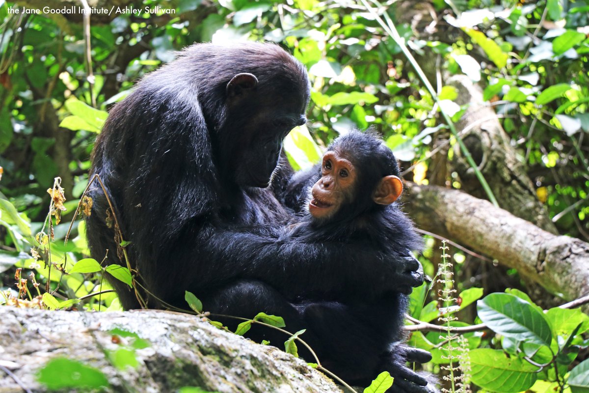 JaneGoodallInst's tweet photo. Happy #WorldChimpanzeeDay &amp; #Gombe60! In 1960, #JaneGoodall arrived on shores of Lake Tanganyika, Tanzania for the first time. Without realizing it, she would change the world forever. Join us in honoring 60 years of discovery, innovation, and hope. https://t.co/Ujku06QEac RT! https://t.co/1wlVYHf4rV