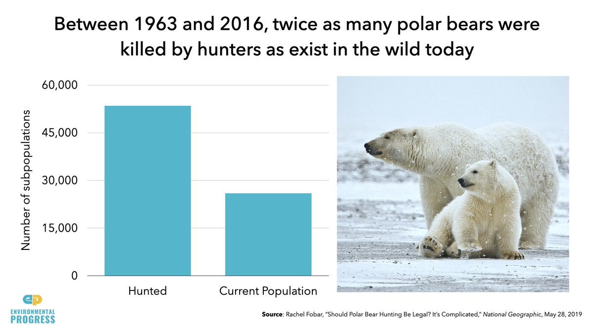 - There is no evidence that the number of polar bears is declining- 2x more polar bears were killed by hunting btwn 1963 and 2016 than exist in the wild- Nat. Geo photographer apologized for making misleading claims