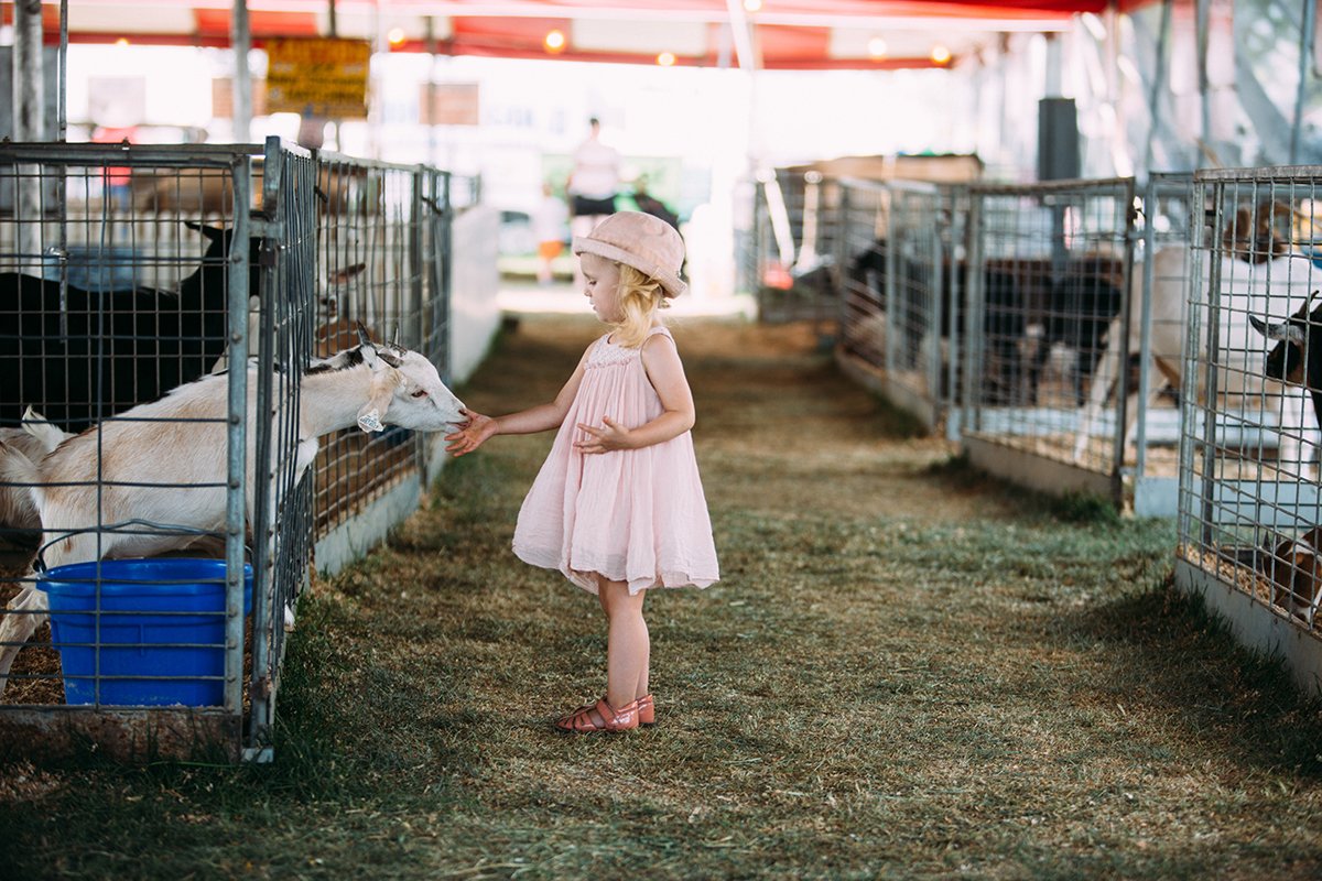 Livestock and exhibit building creation and repairs are only a few of the many eligible items that can be funded through the County Fair Building Grant! 
ow.ly/c7CO50AwW2L