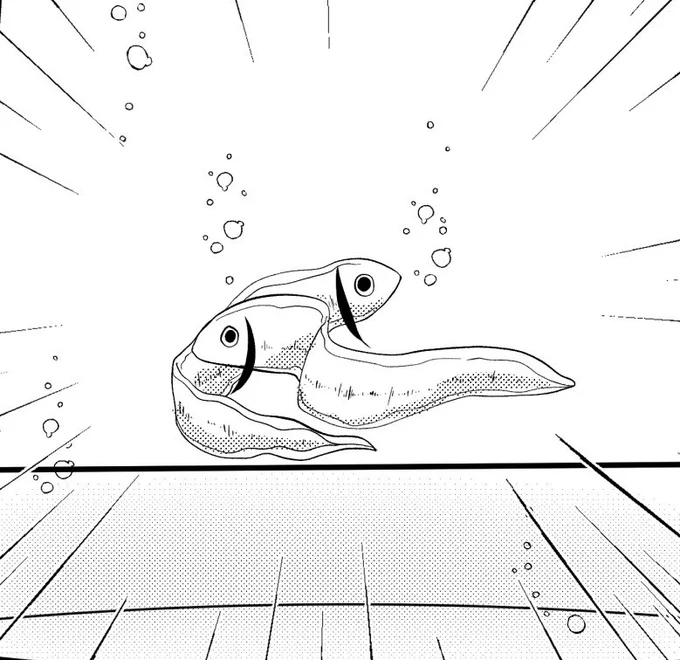 かわいい稚魚イド 